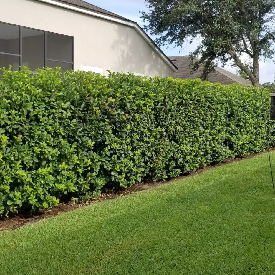 Front yard after weekly service